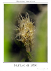Shy Hippocampus. These Hippocampus seems to be shy betwee... by John De Jong 